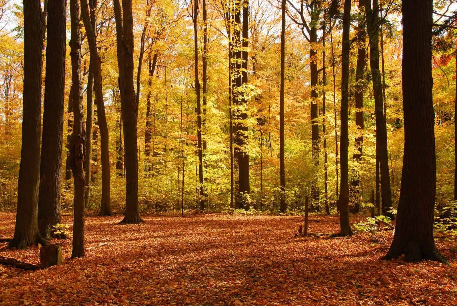Hardwood forest in fall color