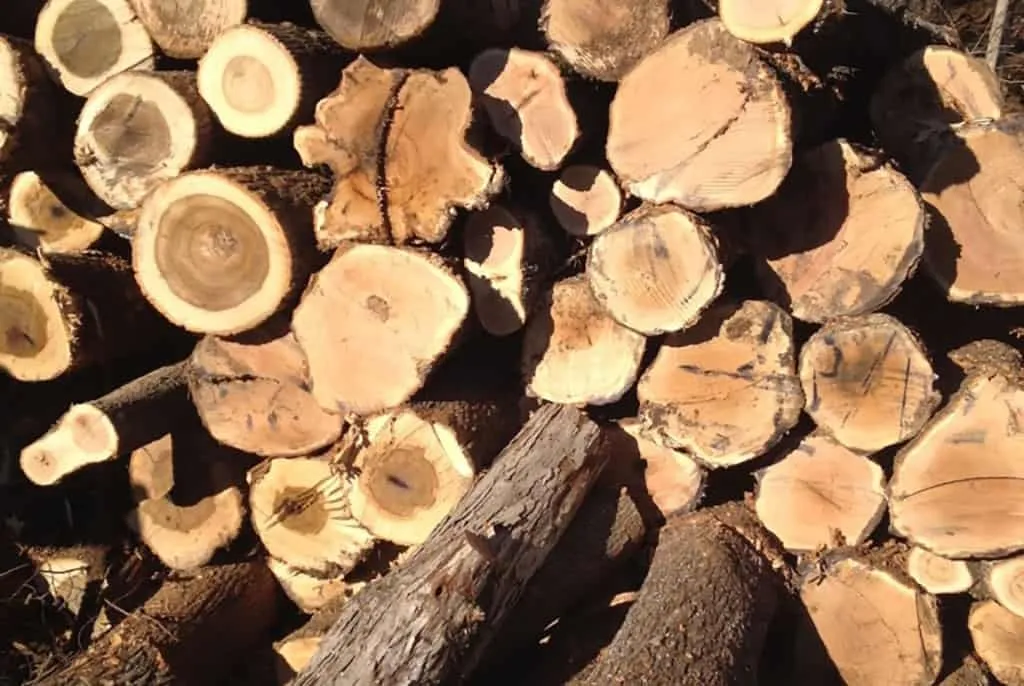 Stack of cut hardwood logs